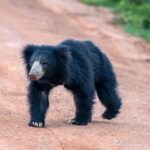 Wilpattu National Park Entrance Ticket with Private Safari - The Itinerary in Detail