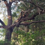 Wilpattu National park - Full day Safari (06:00am - 18:00pm) - The Itinerary: Balancing Wildlife and Scenic Beauty