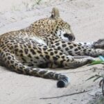 Wilpattu National Park | Private Safari Tours - The Value of a Private Guided Safari