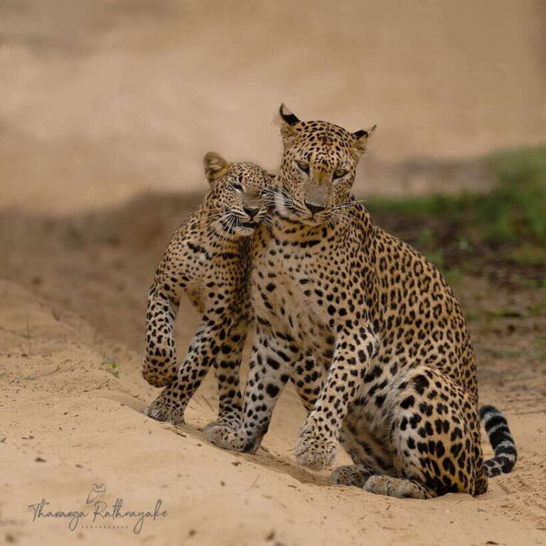 Wilpattu National Park Safari Guided by NATURALIST / RANGER - The Reality from Past Guests