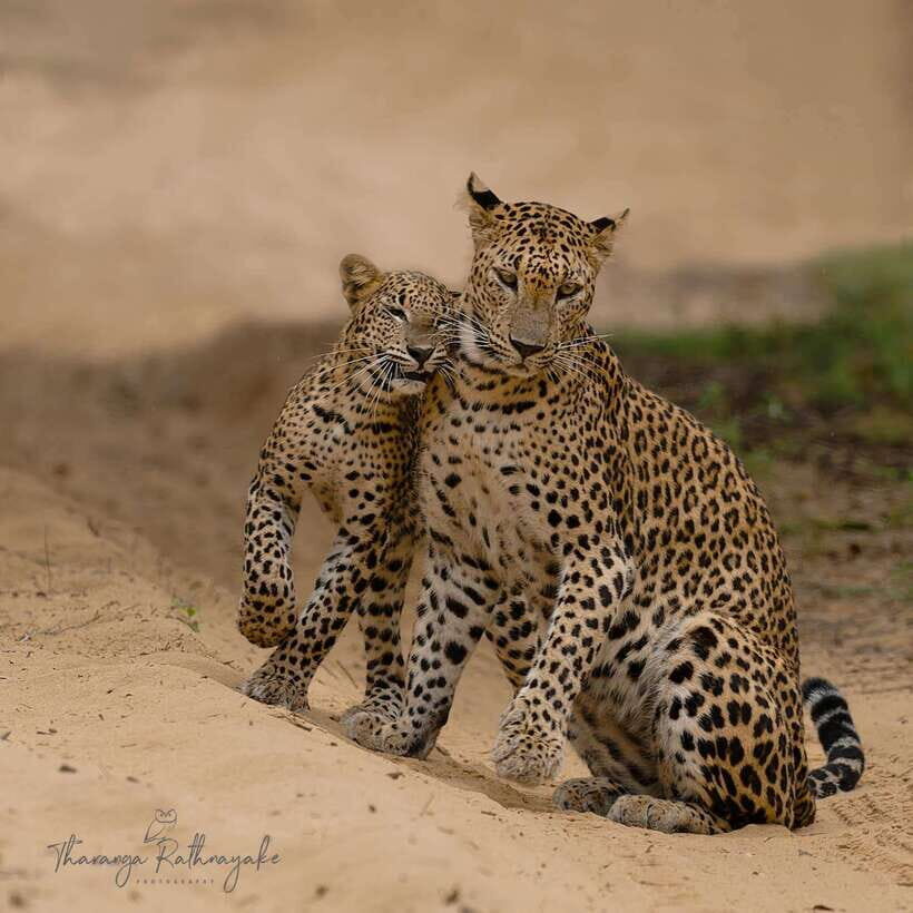 Wilpattu National Park Safari Guided by NATURALIST / RANGER - The Reality from Past Guests