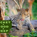 Wilpattu National Park Safari Jeep Tour - Wildlife Highlights and Sightings