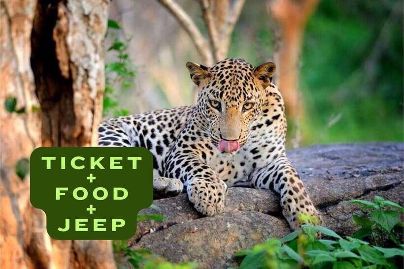 Wilpattu National Park Safari Jeep Tour - Wildlife Highlights and Sightings