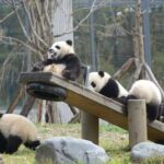 Wolong Panda Base Private Day Tour Optional Volunteering - Authentic Insights from Reviews