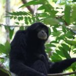 Wonderfull Orangutan Sumatera Jungle Trekking and tour - Wildlife Spotting: Orangutans and Beyond