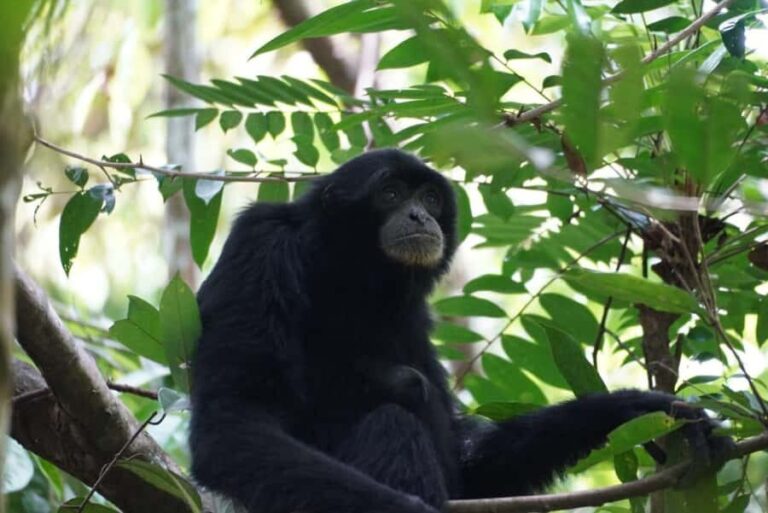 Wonderfull Orangutan Sumatera Jungle Trekking and tour - Wildlife Spotting: Orangutans and Beyond