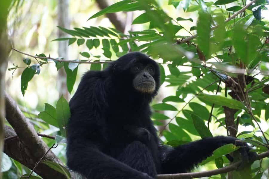 Wonderfull Orangutan Sumatera Jungle Trekking and tour - Wildlife Spotting: Orangutans and Beyond