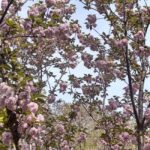 Wuhan: Sakura Blossom Tour with Hanfu Costume Try-On - Practical Details and Experience