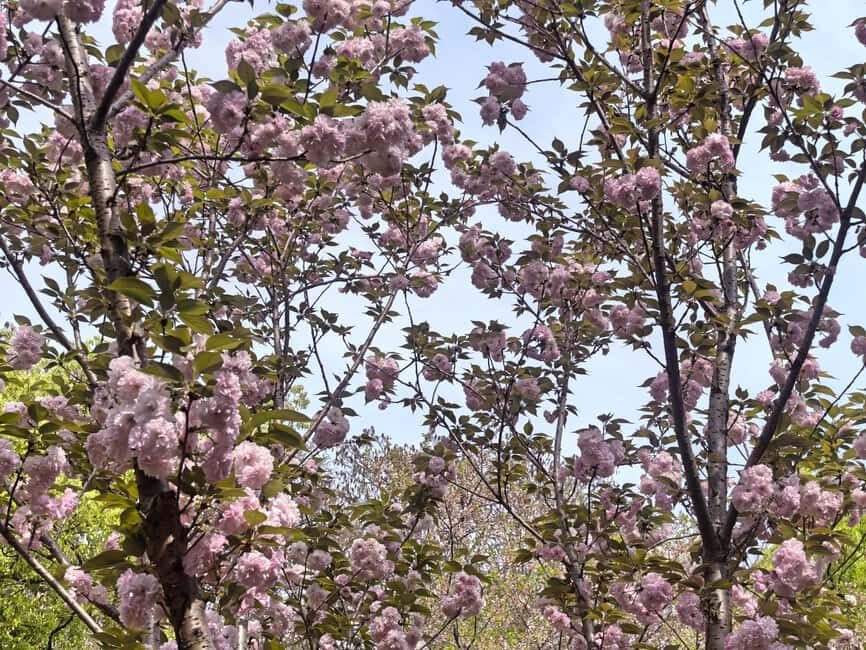 Wuhan: Sakura Blossom Tour with Hanfu Costume Try-On - Practical Details and Experience