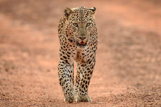 Yala and Udawalawa Safari Tour From Hambantota port - Who Is This Tour Best For?