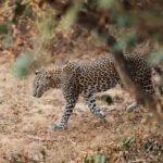 Yala and Udawalawe National Park Safari one Day-All included - Why This Tour Offers Real Value