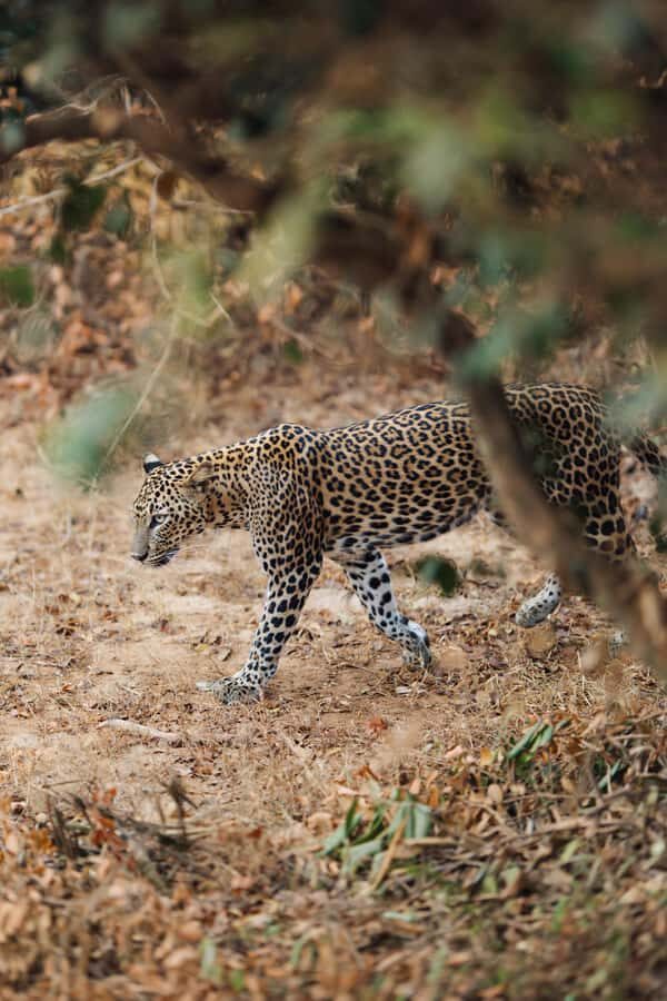 Yala and Udawalawe National Park Safari one Day-All included - Why This Tour Offers Real Value