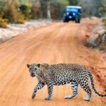 Yala Full Day Safari with Picnic Lunch - Private & All Inclusive - What Sets This Safari Apart?