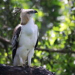 Yala National Park: All Inclusive Private Safari Day Trip - The Itinerary Breakdown