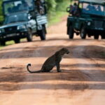 Yala National Park (Day Tour) - The Booking and Cancellation Policies