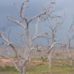 Yala National Park Full Day Safari Tour - Midday Break with Local Flavors