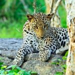 Yala National Park Full Day Safari Tour from Ella - What Makes This Tour Stand Out?