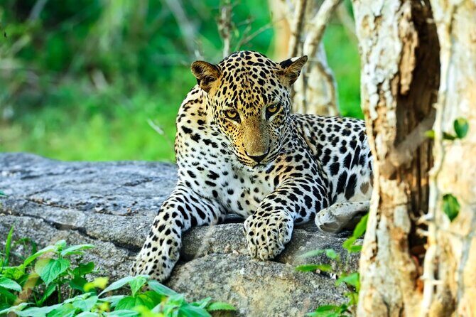 Yala National Park Full Day Safari Tour from Ella - What Makes This Tour Stand Out?