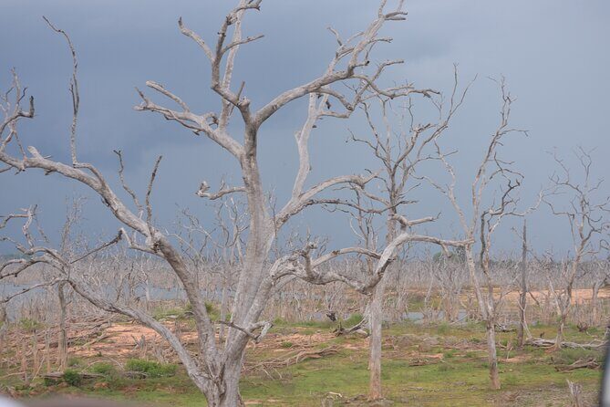 Yala National Park Full Day Safari Tour - Midday Break with Local Flavors