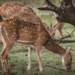 Yala National Park Full Day Safari Tours Eagle Safari - Why This Safari Is a Great Choice