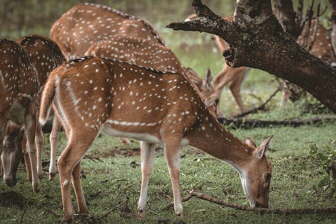Yala National Park Full Day Safari Tours Eagle Safari - Why This Safari Is a Great Choice