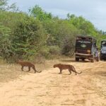 Yala National park: Half day & Full Day & Private - Safari Tours - Who Will Love This Safari?
