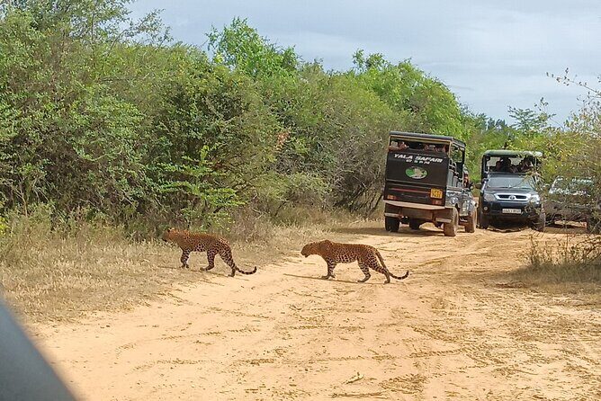 Yala National park: Half day & Full Day & Private - Safari Tours - Who Will Love This Safari?