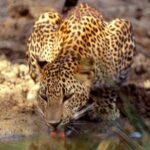 Yala National Park Half Day Safari - 4.30 a.m to 11.30 a.m - Who Is This Tour Best For?