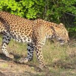 Yala National Park Half & Full Day Safari Tour By Nehansa Tours - Exploring the Itinerary in Detail