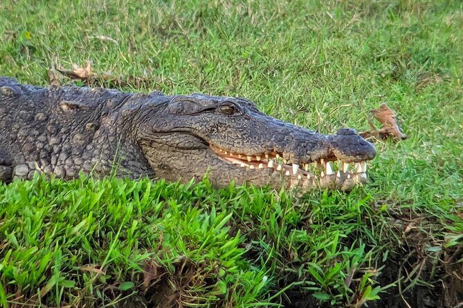 Yala National Park Half & Full Day Safari Tour By Nehansa Tours - Who Is This Tour Best For?