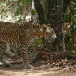 Yala National Park Jeep Safari from Hambantota Port Pickup - The Value of the Experience