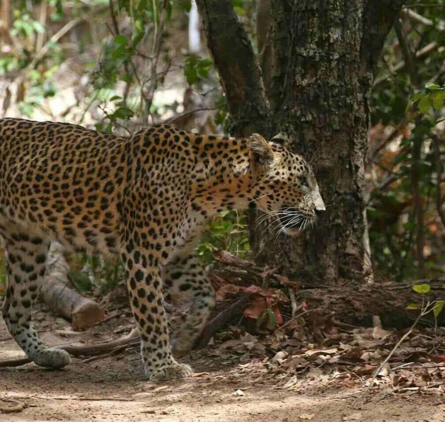 Yala National Park Jeep Safari from Hambantota Port Pickup - The Value of the Experience