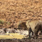 Yala National Park Leopard Safari - HALF DAY/FULL DAY TOUR - An Honest Look at the Tour Experience