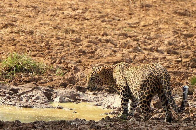 Yala National Park Leopard Safari - HALF DAY/FULL DAY TOUR - An Honest Look at the Tour Experience