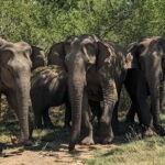 Yala National Park Morning or Afternoon Leopard Safari - What to Expect from the Safari Experience