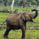 Yala National Park Private Jeep Safari From Colombo & Negombo - Authentic Insights from Past Travelers