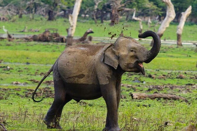 Yala National Park Private Jeep Safari From Colombo & Negombo - Authentic Insights from Past Travelers