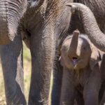 Yala National Park Private Safari Tour from Colombo/Kalutara - The Value of a Private Safari Experience