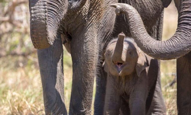 Yala National Park Private Safari Tour from Colombo/Kalutara - The Value of a Private Safari Experience