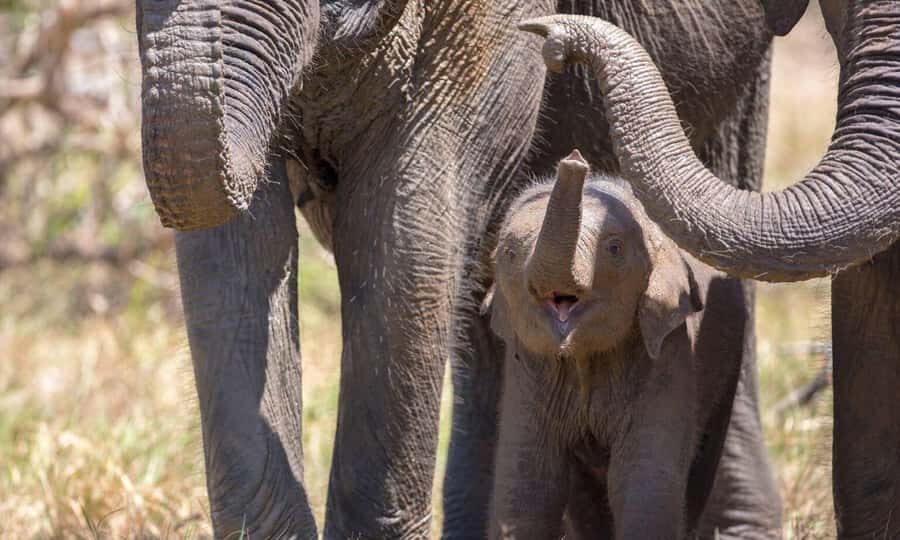 Yala National Park Private Safari Tour from Colombo/Kalutara - The Value of a Private Safari Experience