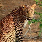 Yala National Park Safari from Ella - Practical Tips for Your Safari Day