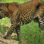 Yala National Park Safari | From Ella - Final thoughts