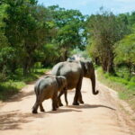 Yala National Park Safari from Hambantota port (Shore Excursion) - Authentic Experiences and Practical Tips