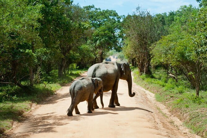 Yala National Park Safari from Hambantota port (Shore Excursion) - Authentic Experiences and Practical Tips