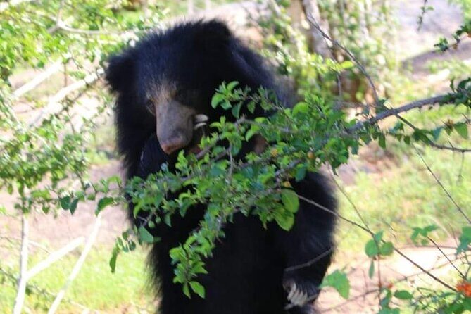 Yala National Park Safari from Hambantota Port - Final Thoughts: Is It Worth It?