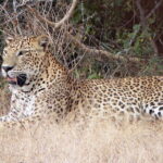 Yala National Park Safari from Hambantota Seaport - Who Is This Tour Best For?