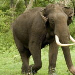 Yala National Park Safari - Half day and Full day - The Itinerary Breakdown