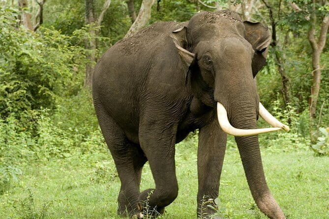 Yala National Park Safari - Half day and Full day - The Itinerary Breakdown