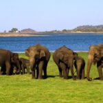 Yala National Park Safari Tours - Transport and Group Size
