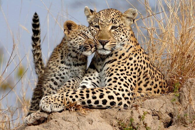 Yala National Park Safari Tours From Hambantota port - Practical Details & Tips  